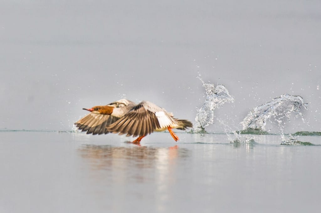 Red-brested Duck